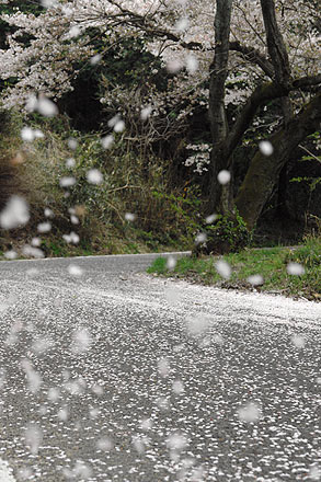 路上の桜
