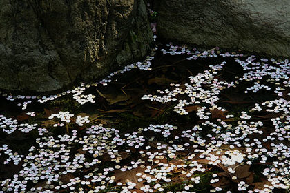 花散りて・・・