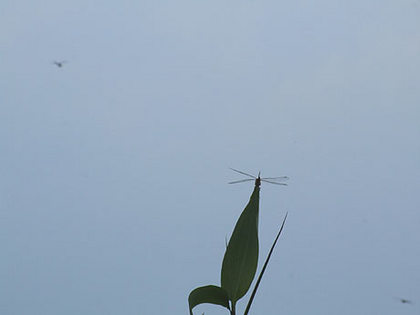 ”　青空に・・”