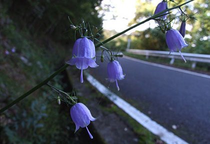 ”　峠みち　”
