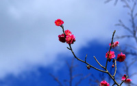 一日だけ　・・