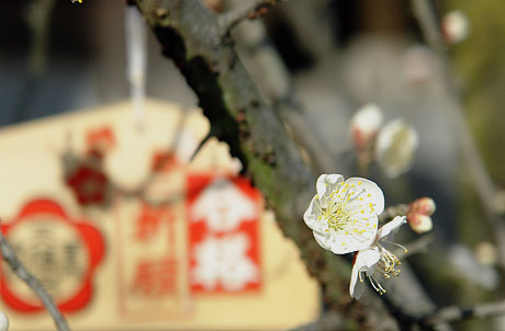 　もうすぐ桜咲く・・