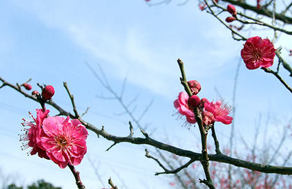 ”　梅　・・・　”