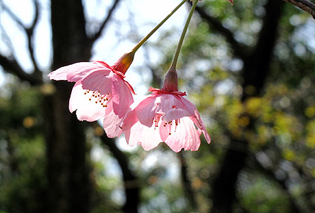 　桜の季節