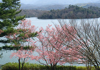 陽光桜