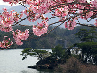 陽光桜