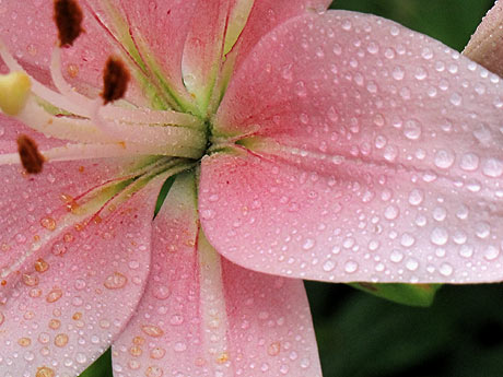 ユリの花咲く