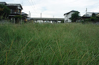 虫の声