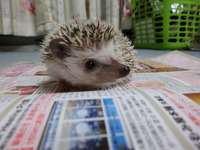 ハリーのお散歩☆