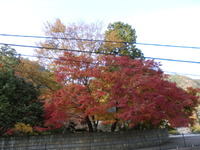 紅葉☆