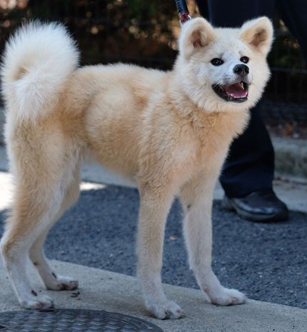 迷子になっています 飼い主さんいませんか 高松市牟礼町で保護