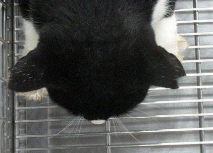 綾川町で保護