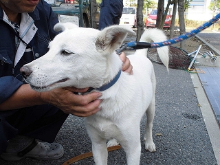 丸亀市飯野町で保護