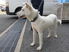 丸亀市飯野町で保護