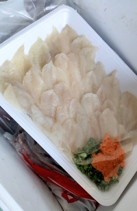 フグ大漁