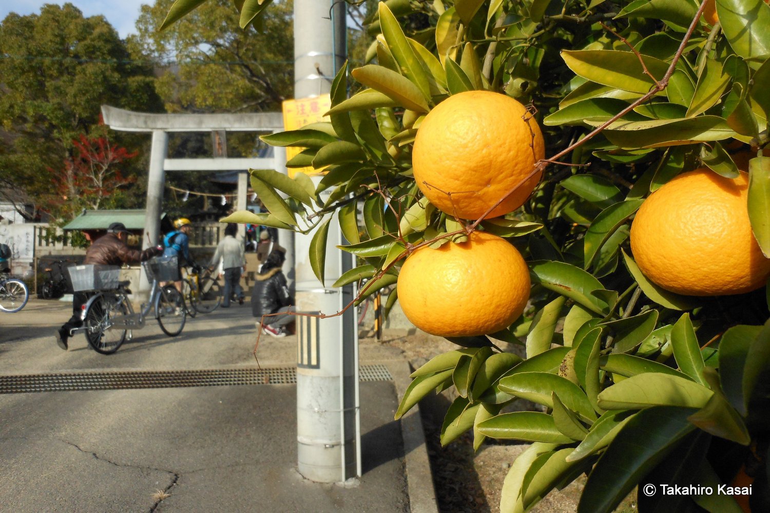 平成２６年１月｜高松市初詣サイクリング（桃太郎神社）