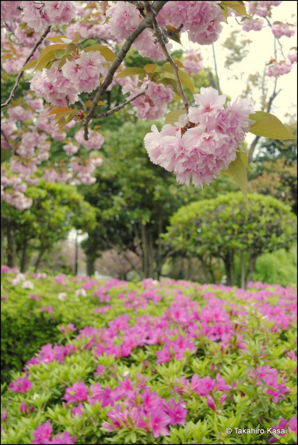 平成２６年４月｜牡丹桜（八重桜）と躑躅（つつじ）［丸亀市］