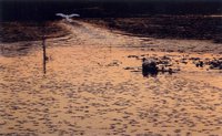 初心者だってメキメキと！｜“フォトクラブ彩光” 私達の写真展