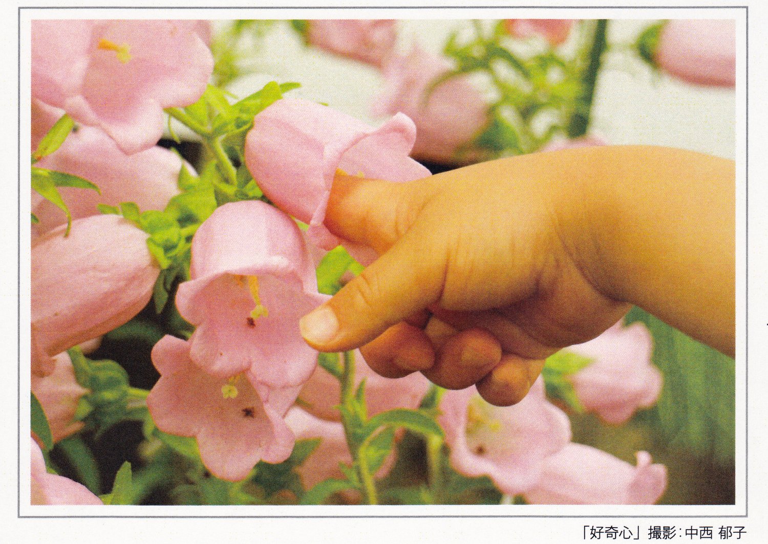 平成２８年７月｜写真展 タダノ写真部『私の部屋に飾りたい写真』（ギャラリーＭＯＮ）