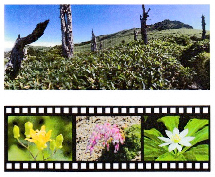 春の山野草と風景写真展（平成２５年）