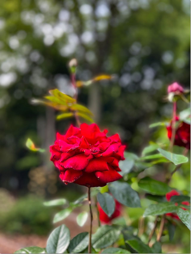 番の州公園の薔薇