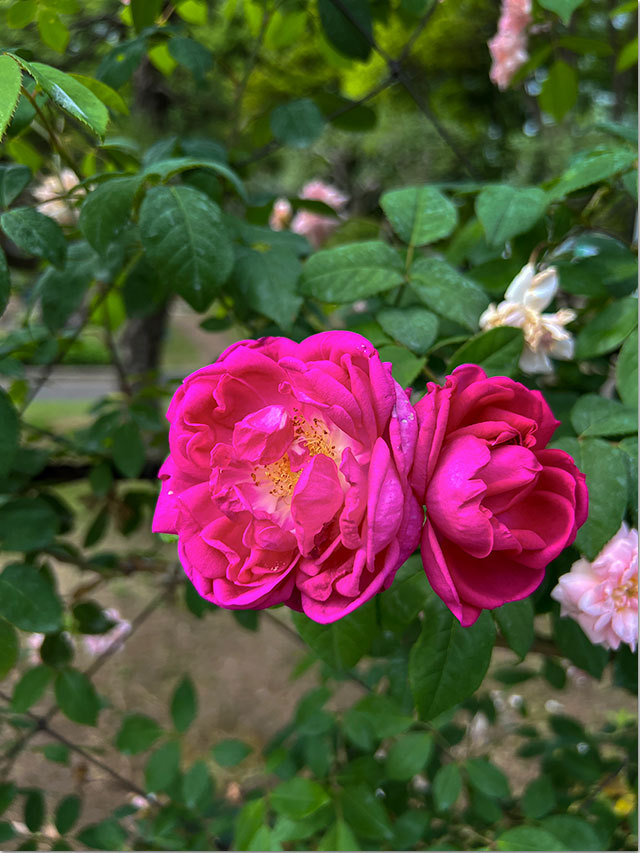 番の州公園の薔薇
