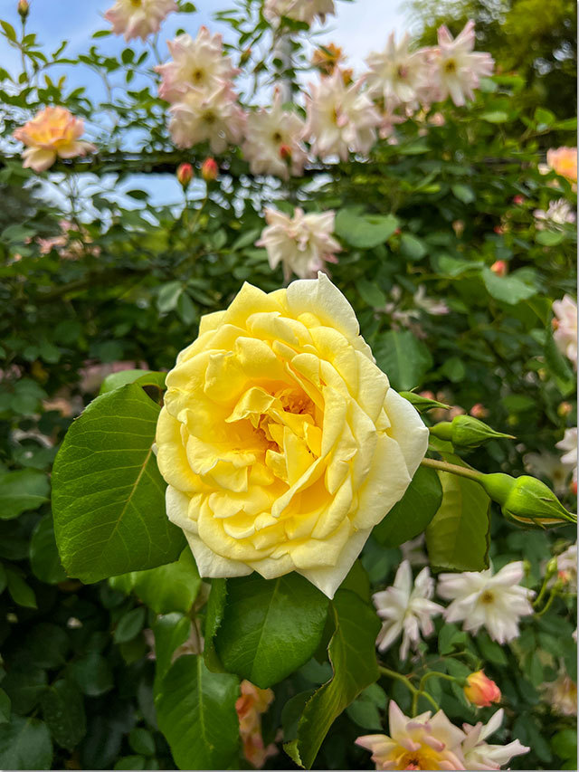 番の州公園の薔薇
