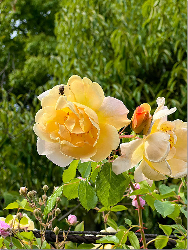 番の州公園の薔薇