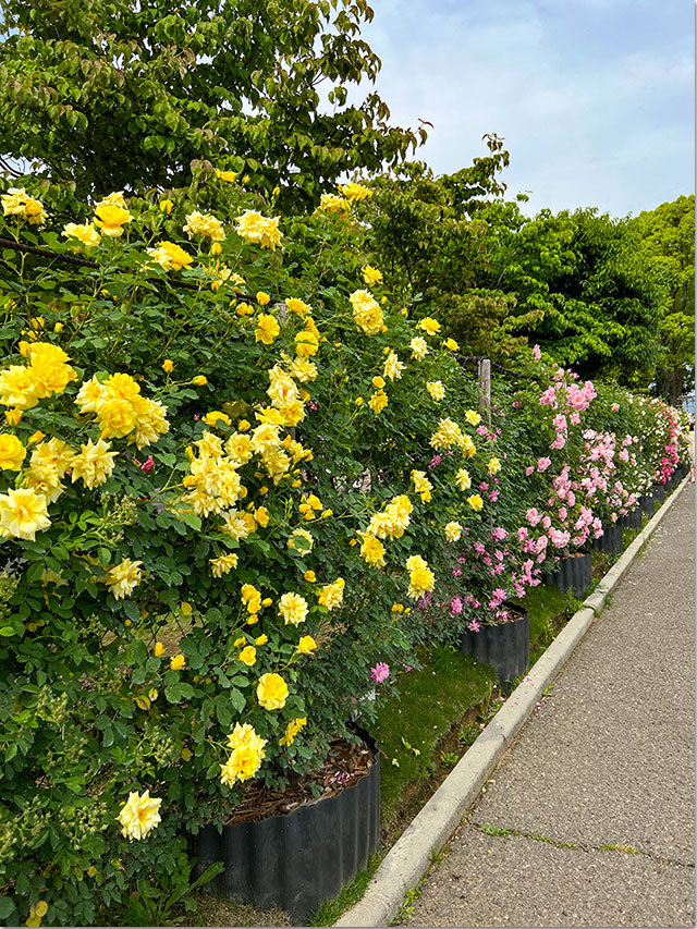 番の州公園の薔薇
