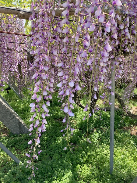 岩田神社☆藤まつり！！