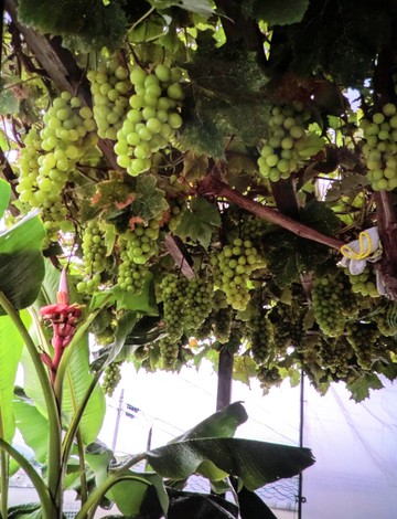 　　　  頂きもの・・・・・