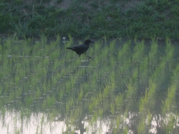 　　田植えの準備・・・・