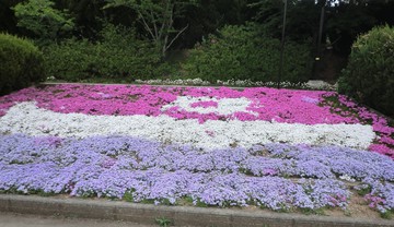 　　　　芝桜を見に・・・・