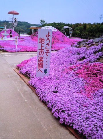 　　　　芝桜を見に・・・・