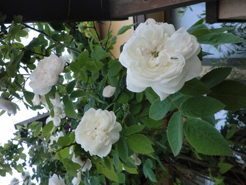 薔薇のお庭・・・・