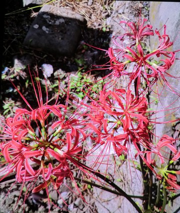 　　　お彼岸・・・・