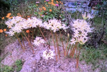 　　　秋の気配・・・・・