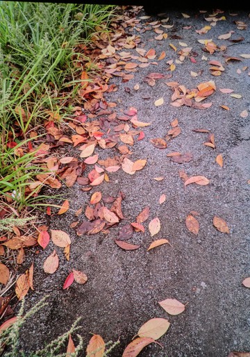 　　　紅葉・・・・