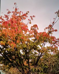 　　　紅葉・・・・