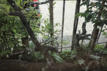 　　　　田舎に・・・・