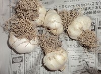 　　　　田舎に・・・・