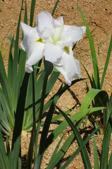 亀鶴公園菖蒲の花・・・・