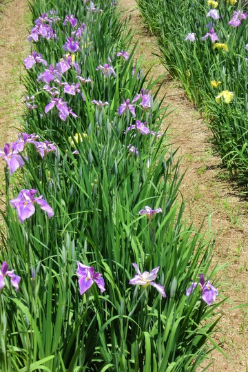 亀鶴公園菖蒲の花・・・・