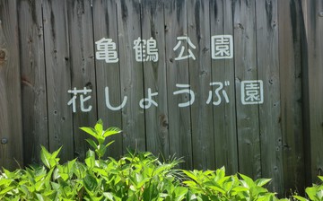 亀鶴公園菖蒲の花・・・・