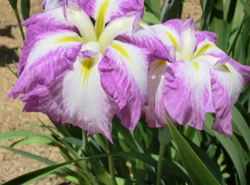 亀鶴公園菖蒲の花・・・・