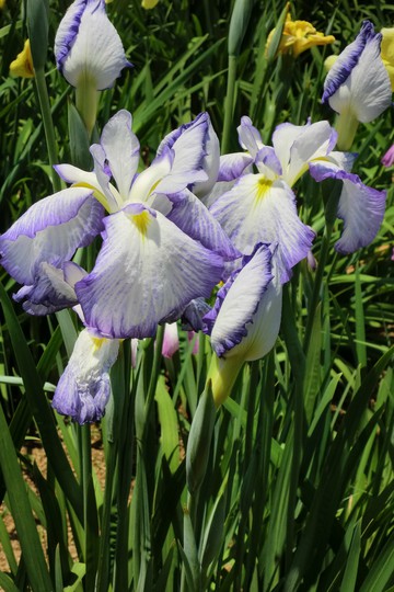 亀鶴公園菖蒲の花・・・・