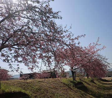 　　河津桜・・・・