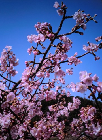 　　河津桜・・・・