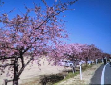 　　河津桜・・・・