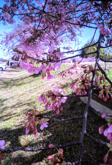 　　河津桜・・・・
